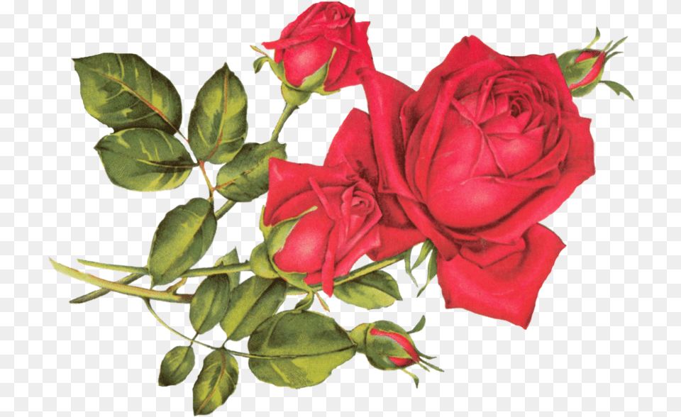 Rose R, Flower, Plant Png