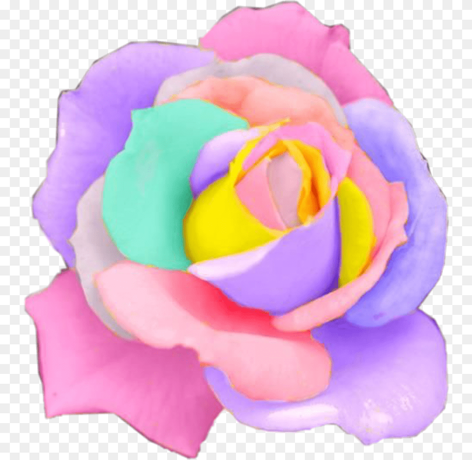 Rose Rainbow Flower Flowers Pastel Rosesfreetoedit Rainbow Rose, Petal, Plant Free Transparent Png