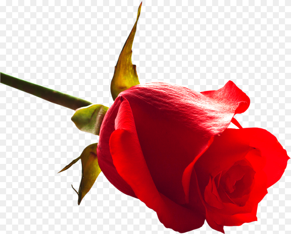 Rose Real, Flower, Plant, Petal Free Png