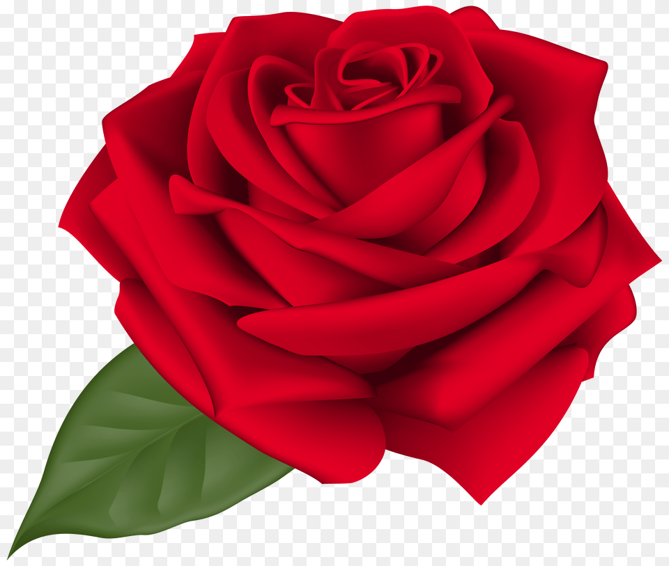 Rose Red Clip Art Free Png Download