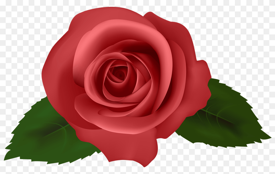 Rose Red Clipart, Flower, Plant Free Transparent Png