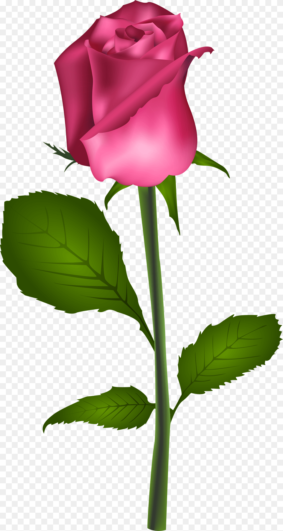 Rose Red Flower Clip Art Pink Rose Transparent Clip Art Best Roseflower, Plant Free Png