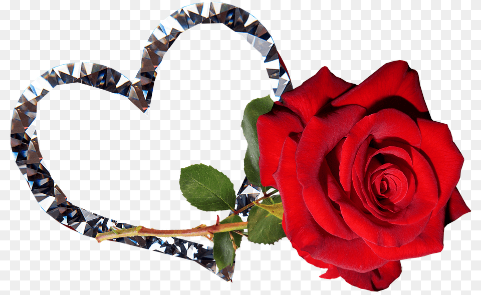 Rose Red Flower Valentine Romantic Good Night Tamil Heart, Plant, Flower Arrangement, Accessories, Flower Bouquet Free Png Download