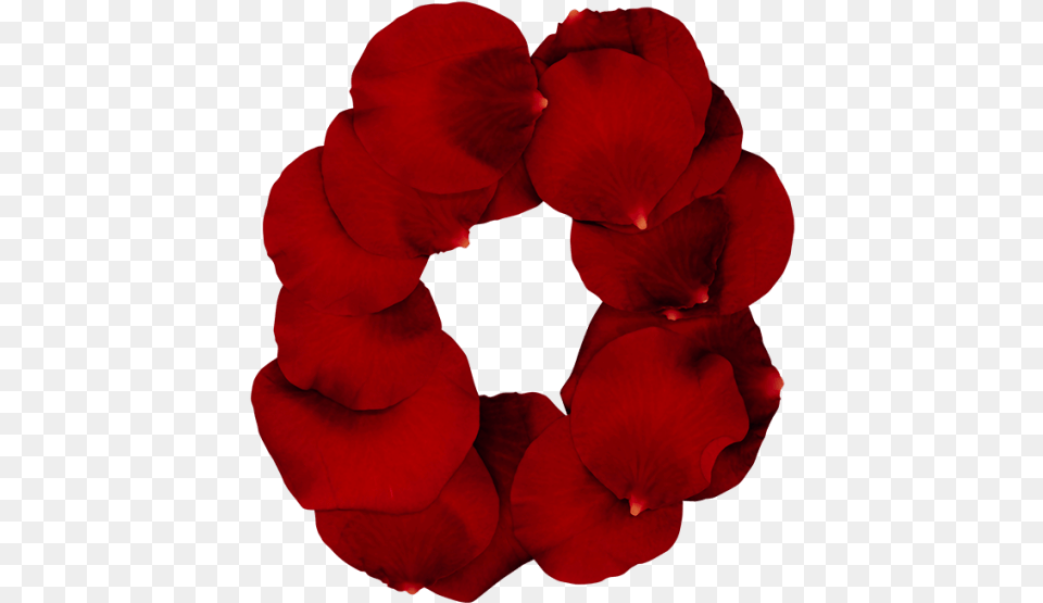 Rose Red Font Petal, Flower, Geranium, Plant Free Transparent Png