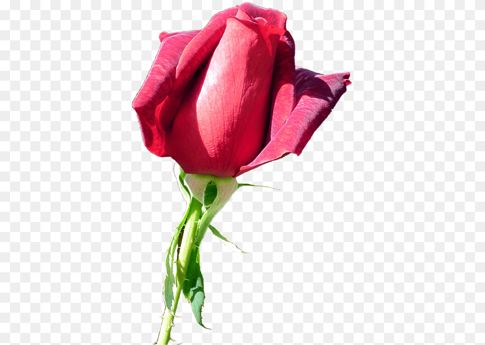 Rose Red On Pixabay Garden Roses, Flower, Plant, Person, Bud Free Transparent Png