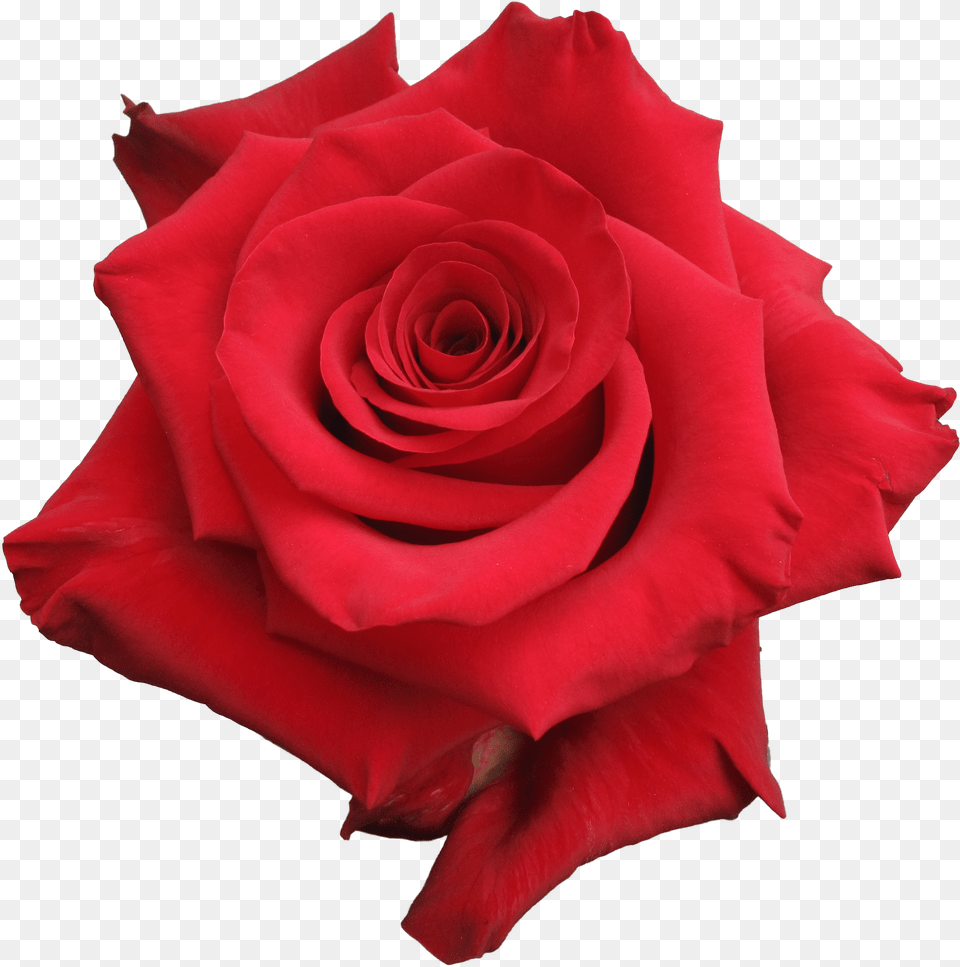 Rose Red Paris Png