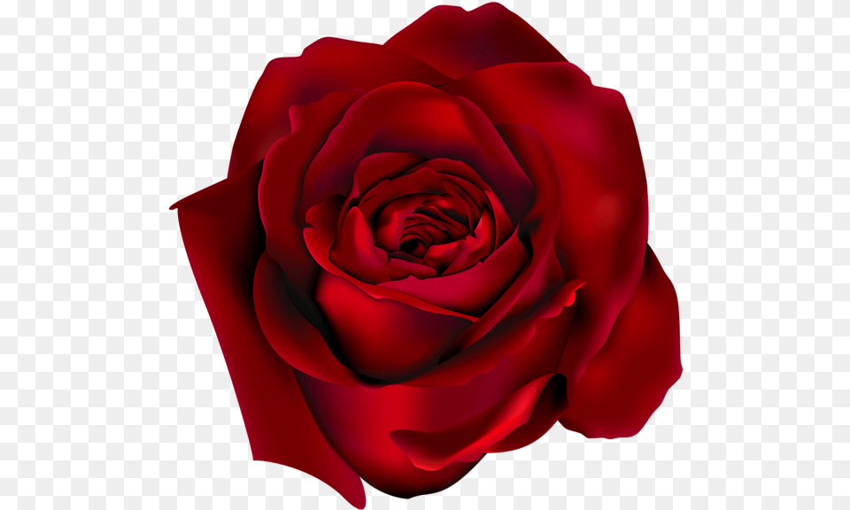 Rose Red Rose, Flower, Plant Free Png