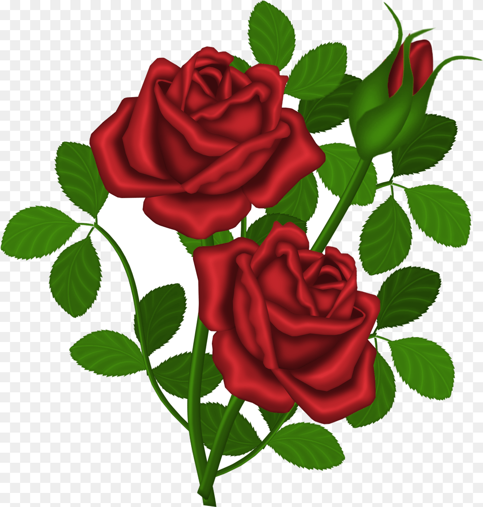 Rose Red Roses Picture Clipart Gallery High Quality Rose Plant Clipart, Flower Free Png