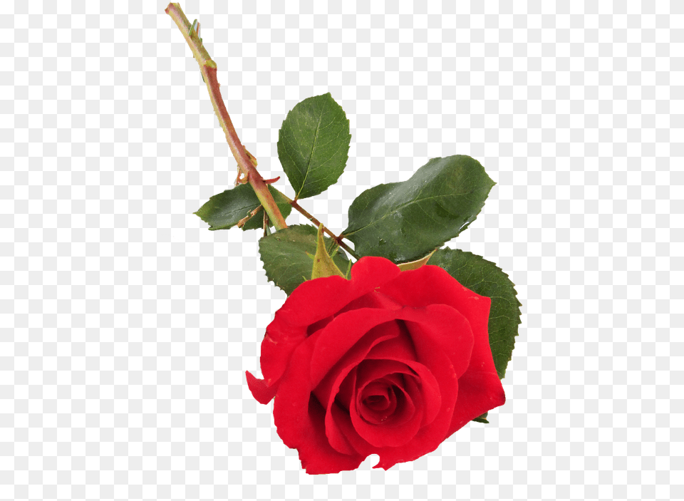 Rose Red Single Stem Single Stem Rose, Flower, Plant Png