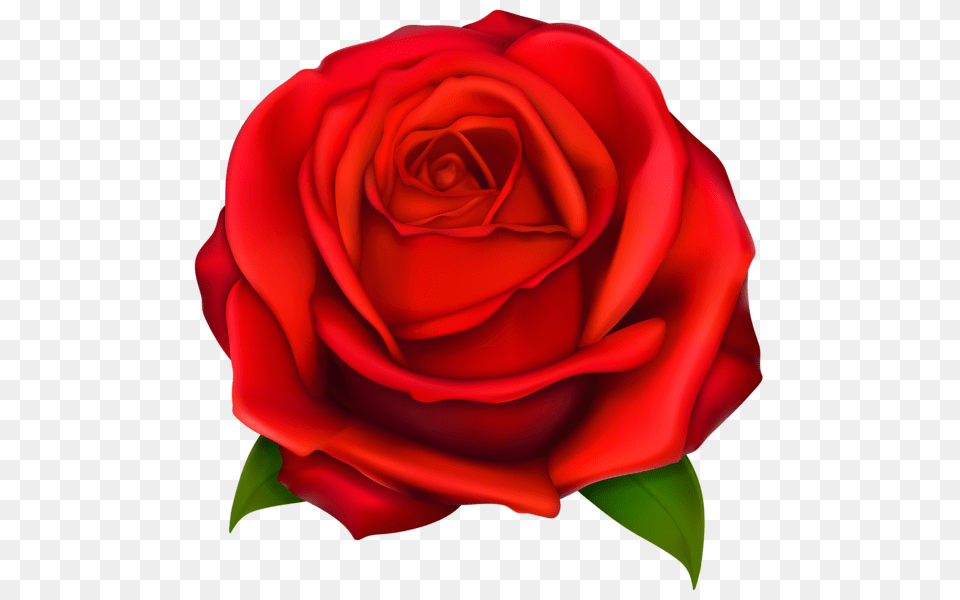 Rose Red Clipe Bloemen Rosas, Flower, Plant, Petal Free Transparent Png