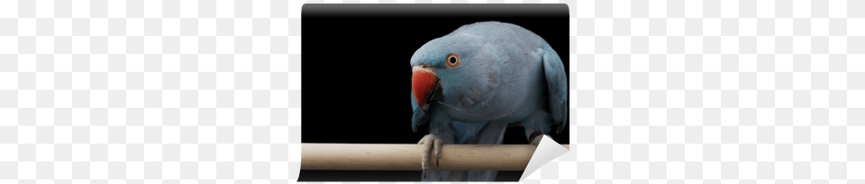 Rose Ringed Parakeet, Animal, Bird, Parrot Free Transparent Png