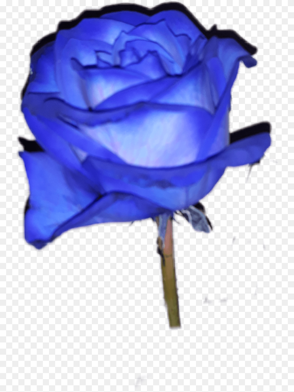 Rose Rosa Blue Blu Aesthetic Tumblr Roses Italy Floribunda, Flower, Plant, Petal Free Transparent Png