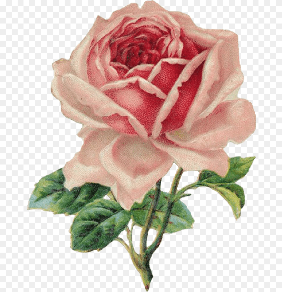 Rose Rosa Drawing Draw Dibujo Tumblr Aesthetic Vintage Rose Clip Art, Flower, Plant, Petal Png