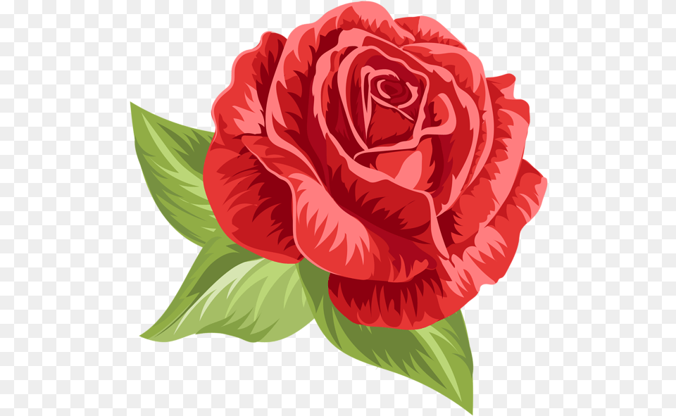 Rose Rose, Flower, Plant, Carnation Free Png