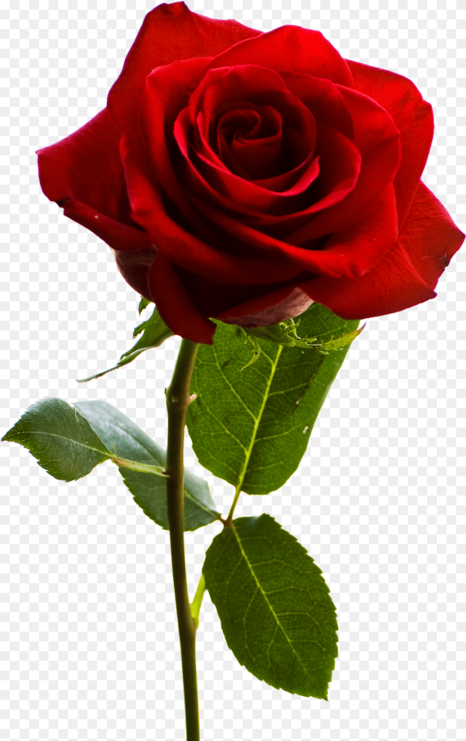 Rose Rose, Flower, Plant Png