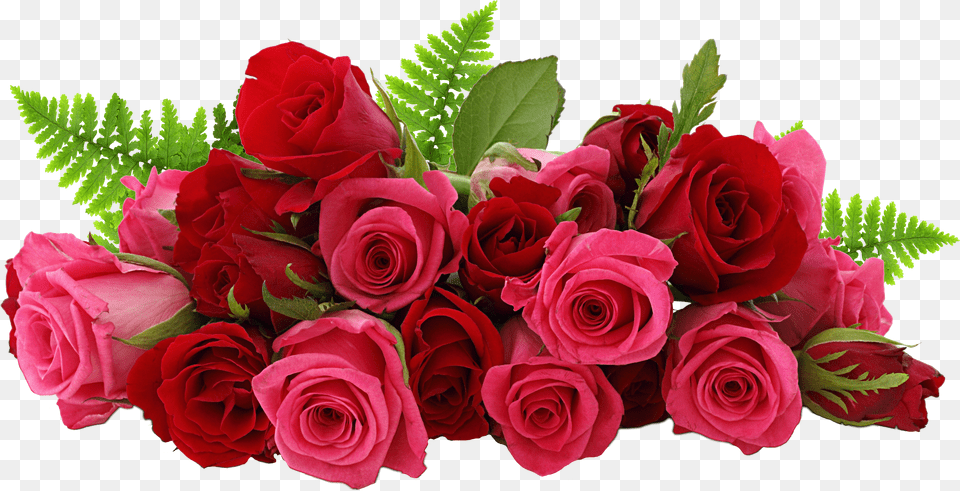 Rose Rose Flower Free Transparent Png