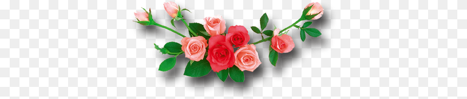 Rose Rose Flowers Logo, Flower, Flower Arrangement, Flower Bouquet, Plant Free Png