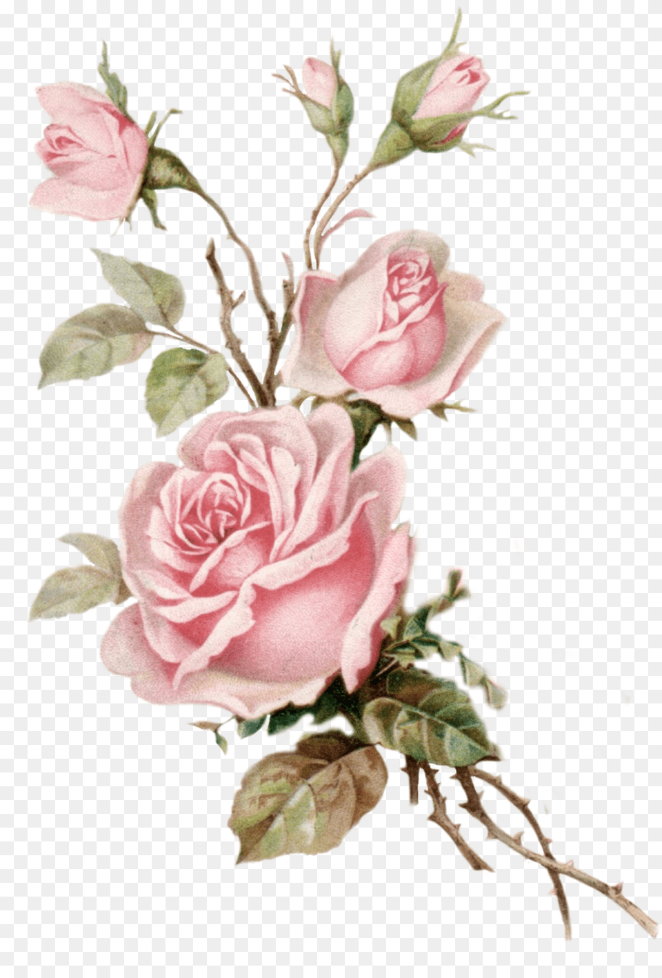 Rose Roses Art Aesthetic Aesthetictumblr Aestheticsticker Pink Roses Transparent Background, Plant, Pattern, Graphics, Flower Arrangement Free Png Download