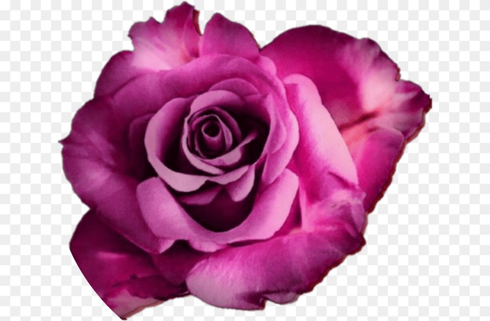 Rose Roses Flower Flowers Real Nature Edit Freetoedit Rose, Petal, Plant Free Transparent Png