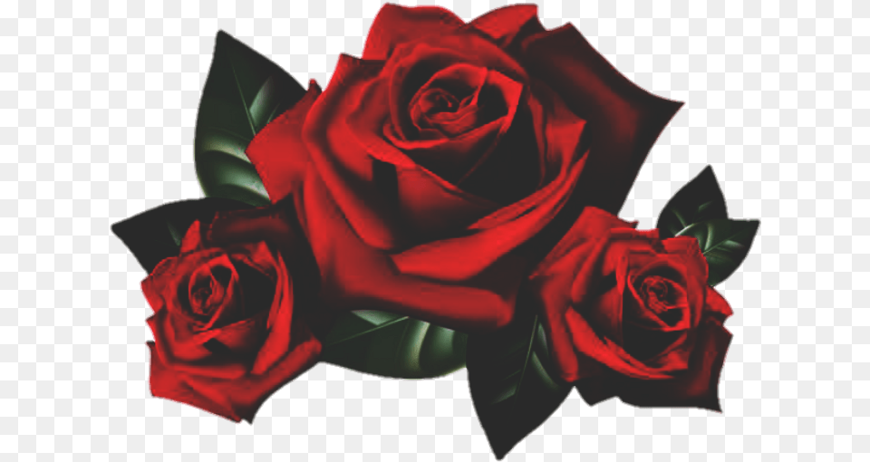 Rose Roses Flower Garden Red Nature Rose Flowers, Plant Png