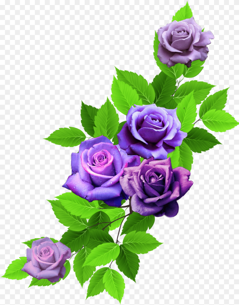 Rose Roses Nature Leaves Rainbow Rainbowflowers Floribunda, Flower, Plant, Flower Arrangement, Flower Bouquet Png Image