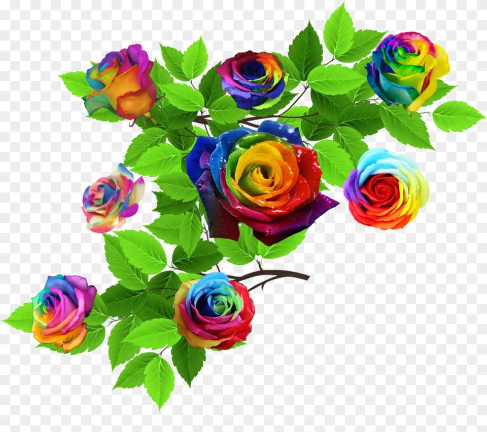 Rose Roses Nature Leaves Rainbow Rainbowflowers Garden Roses, Flower, Flower Arrangement, Flower Bouquet, Plant Free Png
