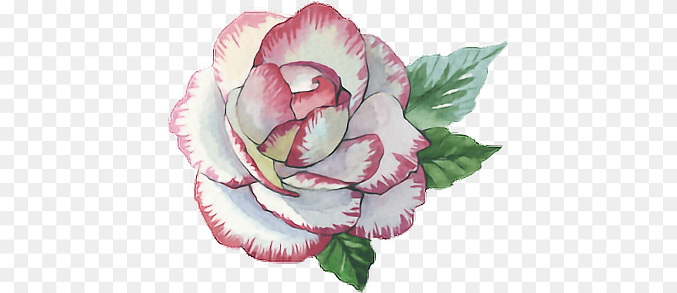 Rose Roses Paint Watercolor Watercolour Flower Pink Rose Paint, Plant, Carnation, Art Png