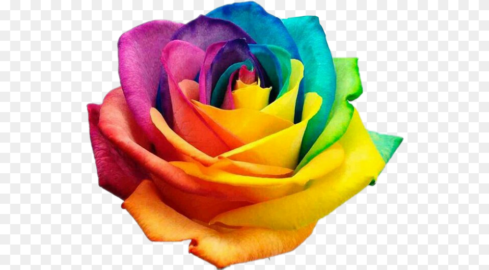 Rose Roses Rainbow Rainbowrose Flower Flowers International Day Against Homophobia, Petal, Plant Free Png Download