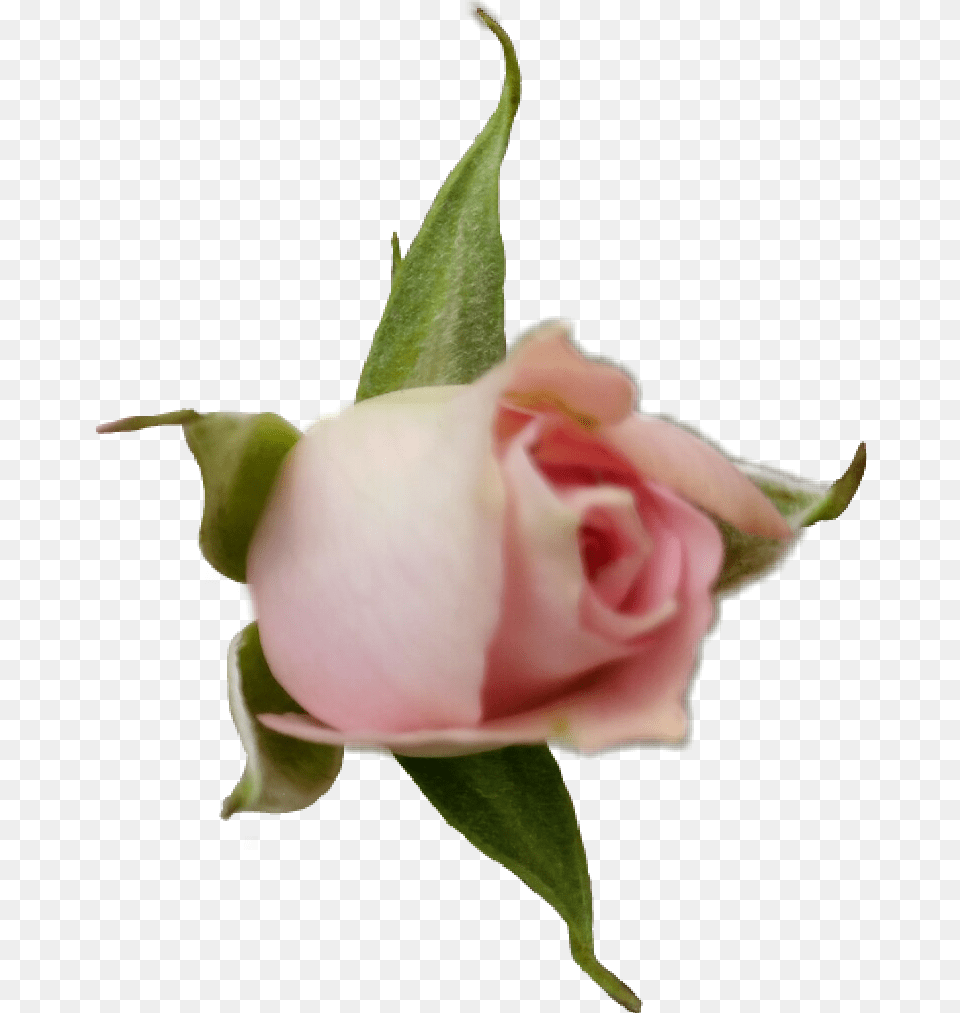 Rose Roses Rosebud Flower Blossom Pink Pinkrose Garden Roses, Bud, Plant, Sprout, Petal Free Transparent Png