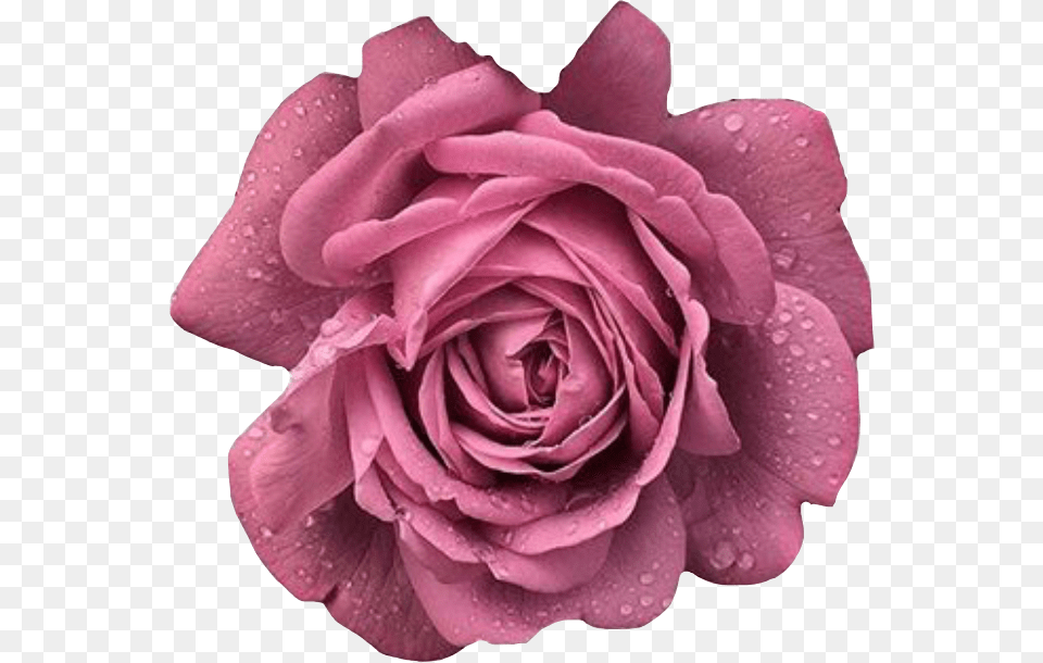 Rose Rosesflower Rosespink Pink Pinkrose Flower Floribunda, Petal, Plant Free Png Download