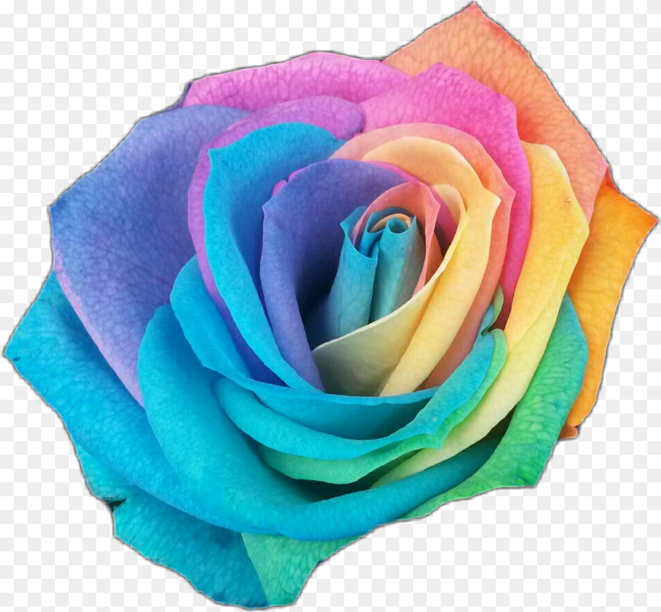 Rose Rosesticker Rainbow Rainbowrose Color Flowerstickers Rainbow Colored Transparent Rose, Flower, Plant, Petal Free Png Download