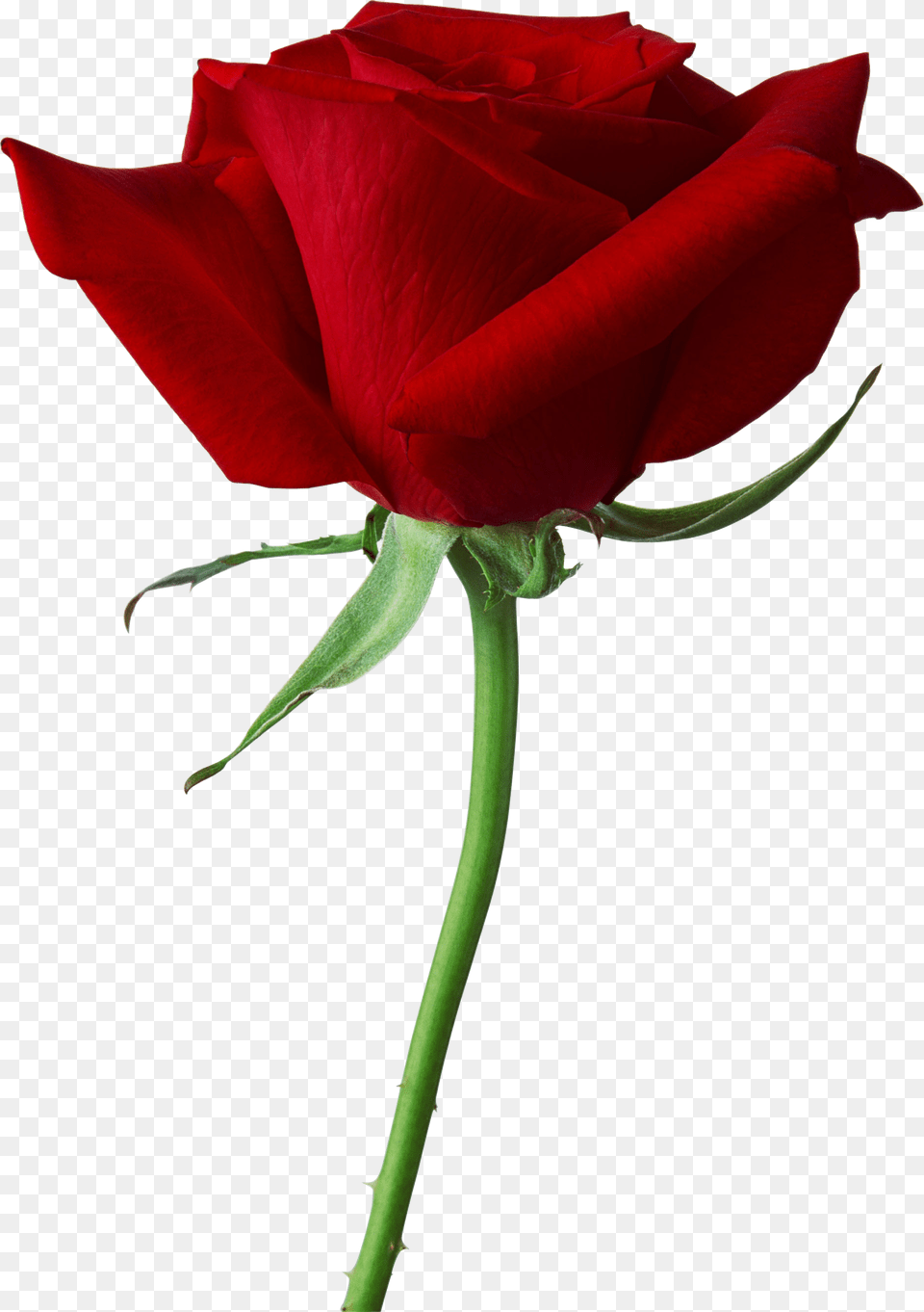 Rose Rouge, Flower, Plant Png Image