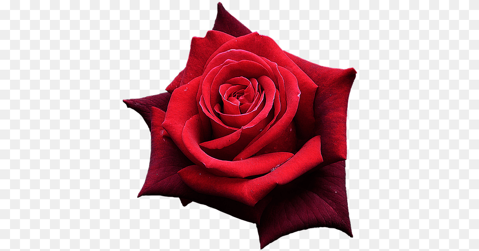 Rose Rouge One Red Rose Flower Transparent Cartoon One Flower Rose, Plant Png Image
