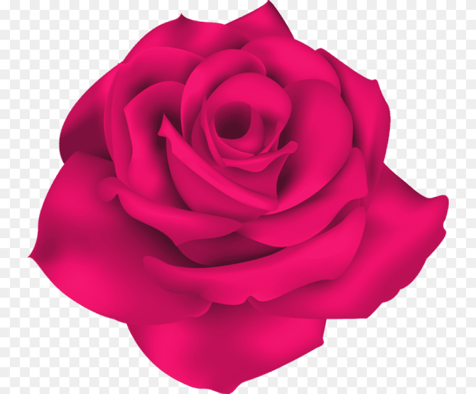 Rose Single Rose Background, Flower, Petal, Plant Free Transparent Png
