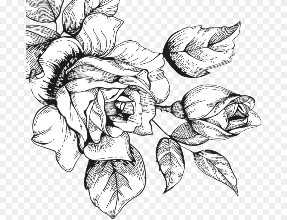 Rose Sketch Clipart Rose Sketch, Art, Drawing Free Png Download