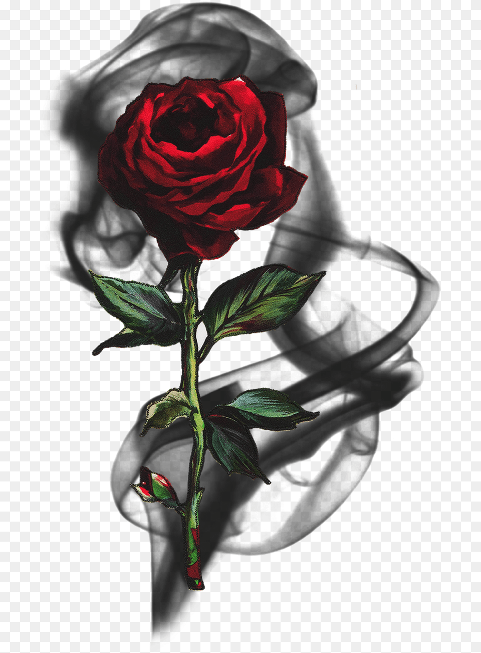 Rose Smoke Blackrose Rosesmoke Flowersmoke Black Red Rose, Flower, Plant Png Image