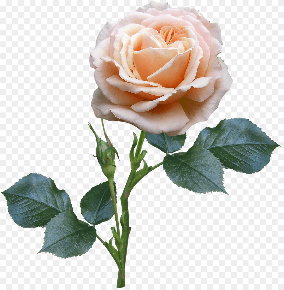 Rose Stem And Leaves, Flower, Plant Png