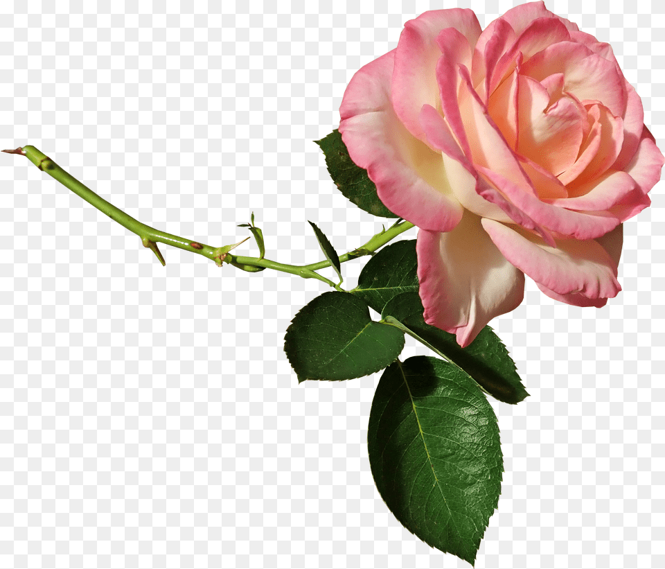 Rose Stem Ffragrant Cut Out Isolated Lower Garden Rozovoj Rozi Png Image