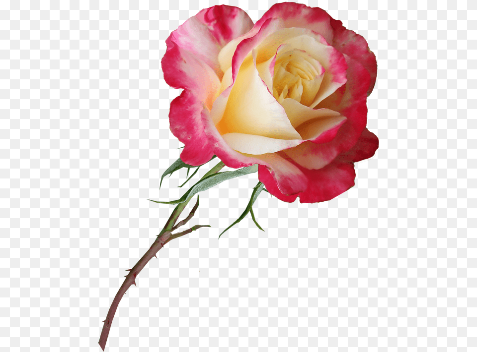 Rose Stem Flower Perfume Bloom Plant Garden Cvetok Rozi Free Png Download