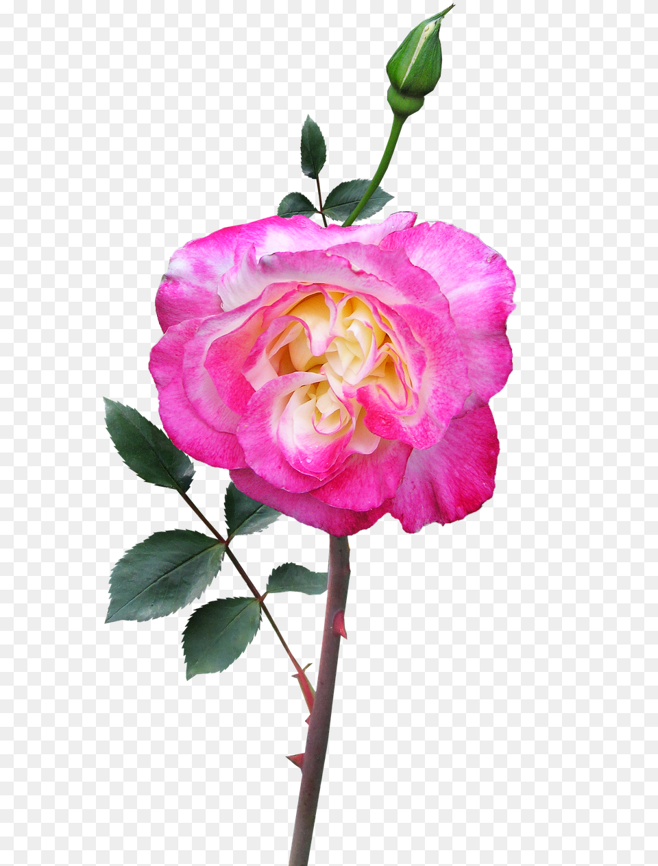 Rose Stem Flower Stockxchng, Geranium, Plant, Petal Free Png Download