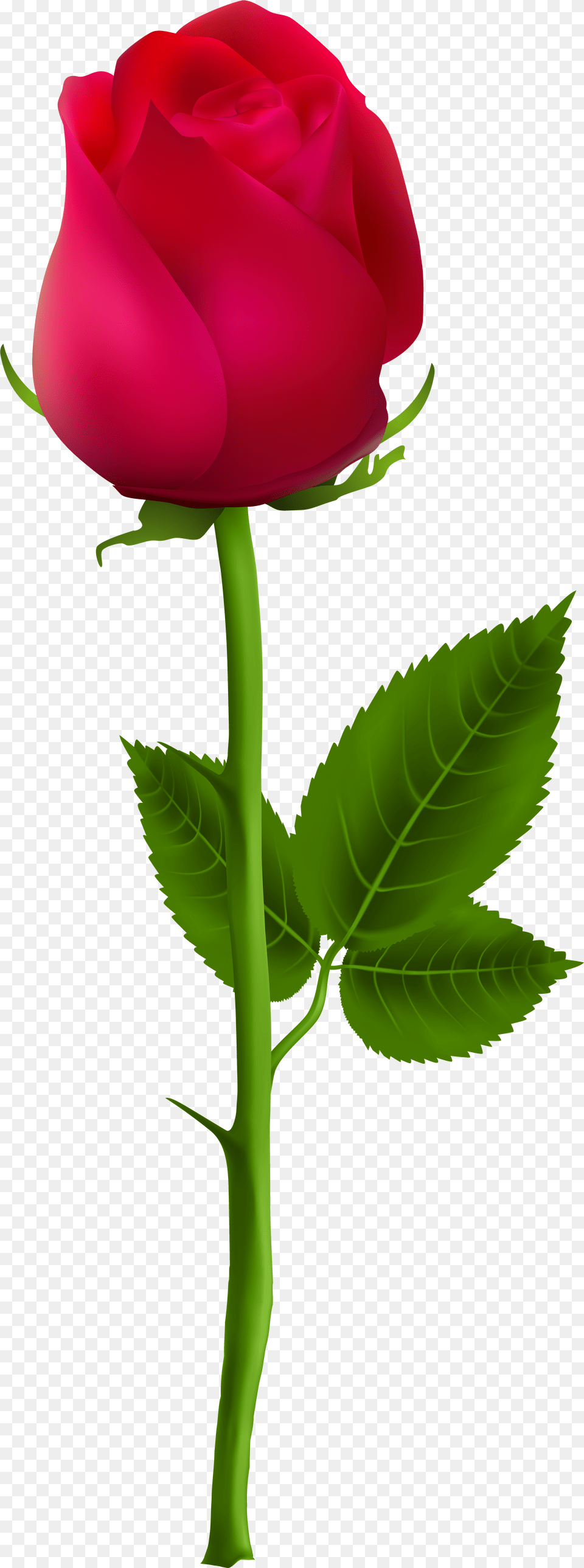 Rose Stem Graphic Beautiful Rose Single Flower, Plant Png Image