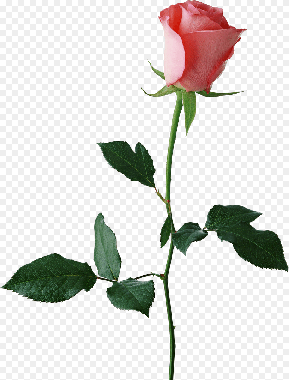 Rose Stem Large Rose Bud Clipart Red Rose Background, Flower, Plant, Leaf Free Transparent Png