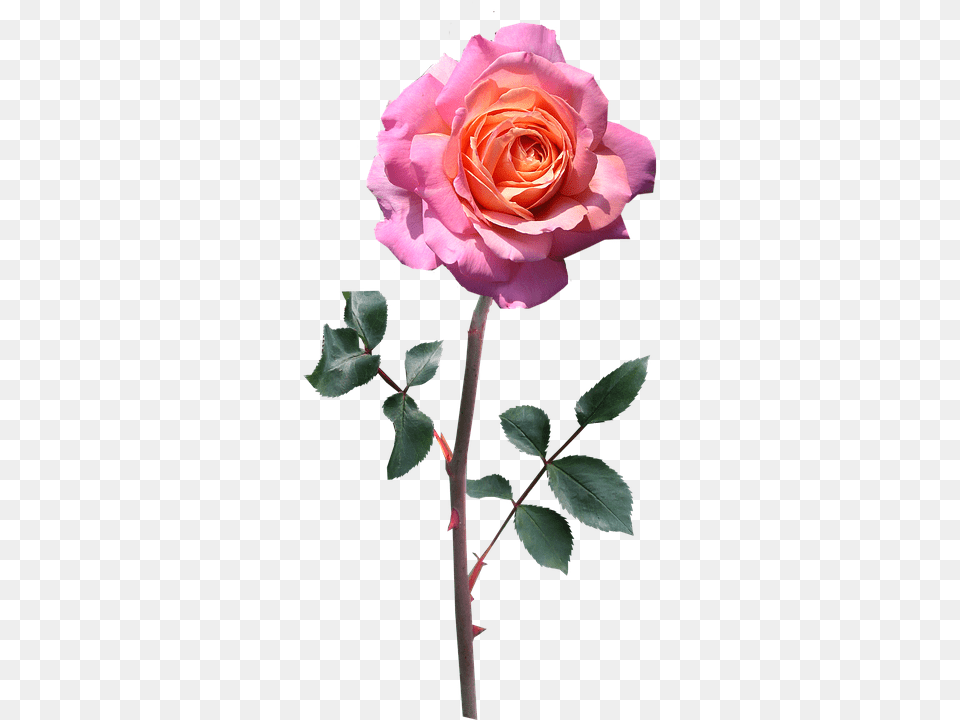 Rose Stem Pink Photo On Pixabay Rosa Pixabay, Flower, Plant Free Transparent Png