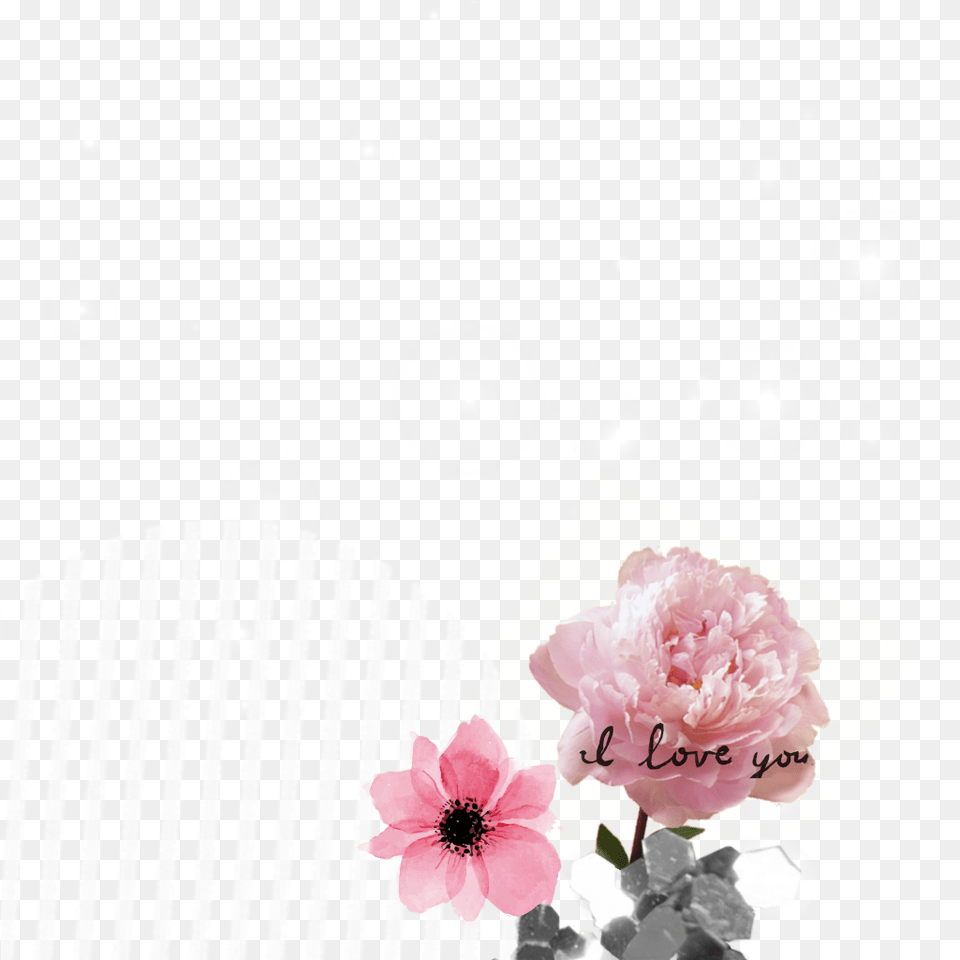 Rose Sticker Peony Flower, Petal, Plant, Anemone, Fence Free Png