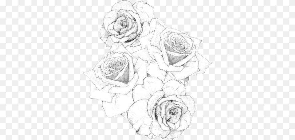 Rose Tattoo, Art, Drawing, Flower, Plant Png Image