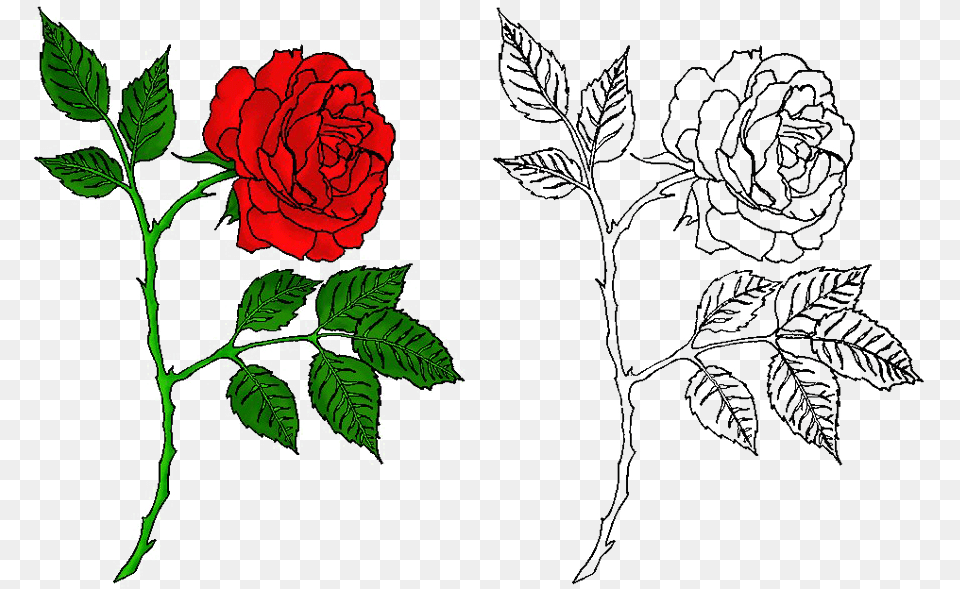 Rose Tattoo Rose Tattoo Designs Tattoo, Flower, Leaf, Plant, Pattern Free Png Download