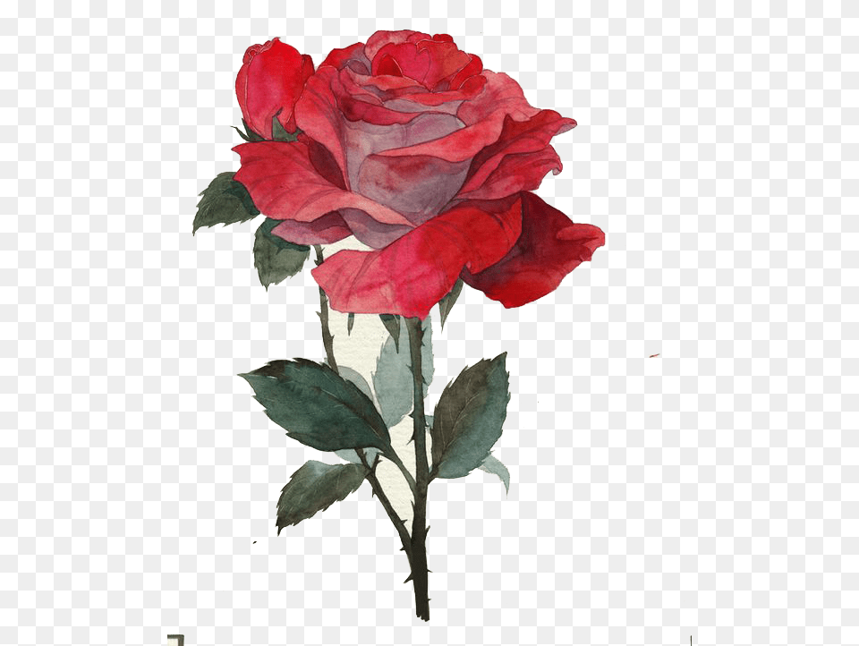 Rose Thorns Rose With Thorns, Flower, Plant, Art, Painting Png Image