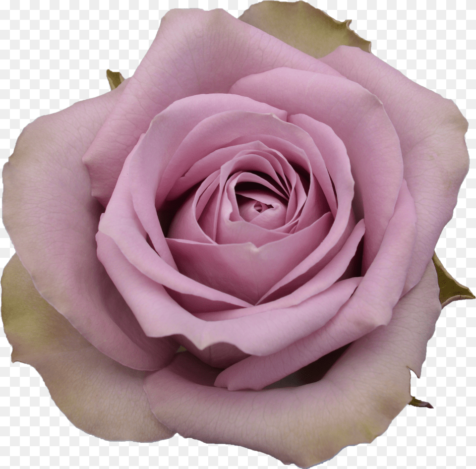 Rose Tiara Free Png