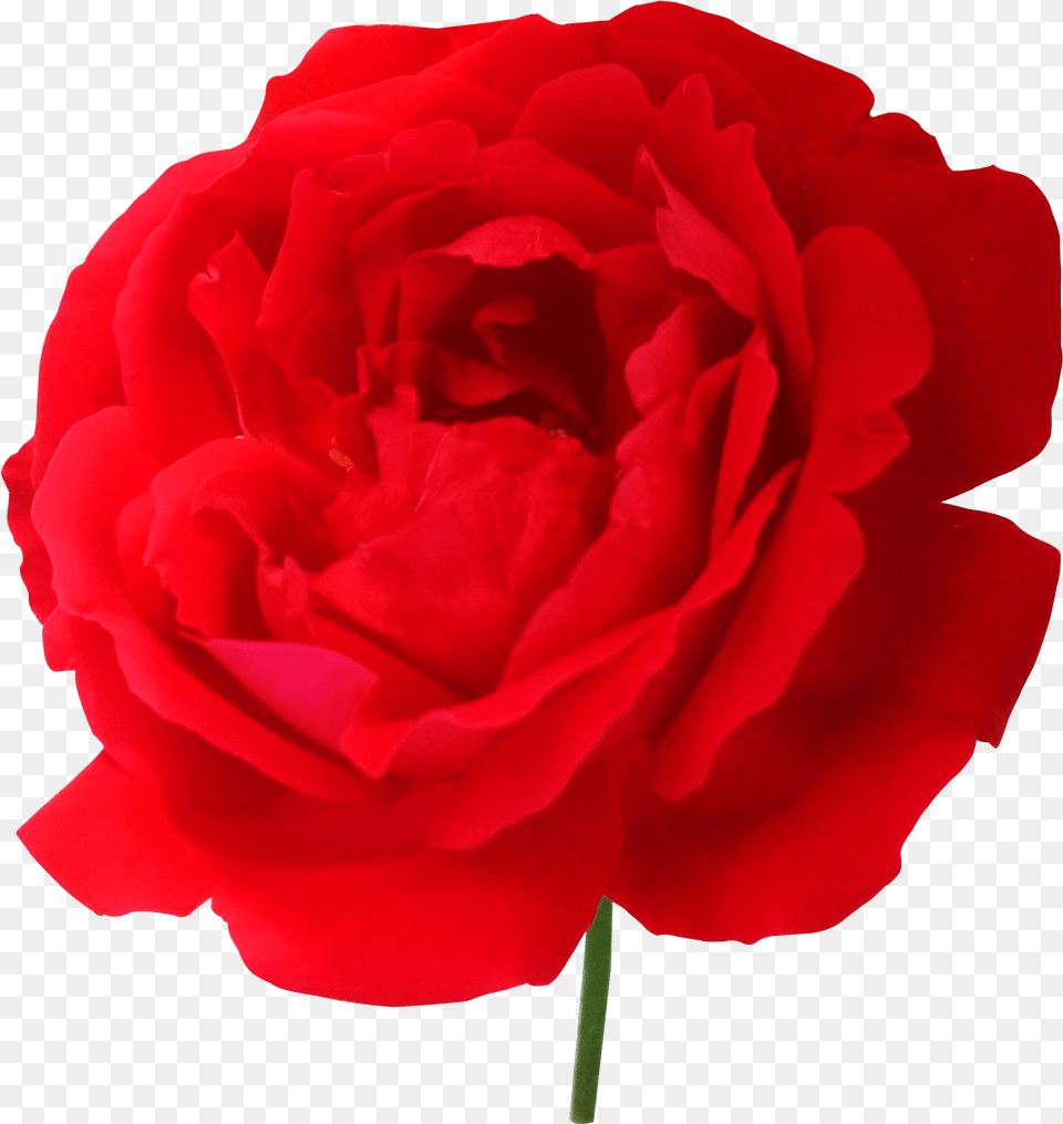 Rose Transparent, Flower, Plant, Petal Png Image
