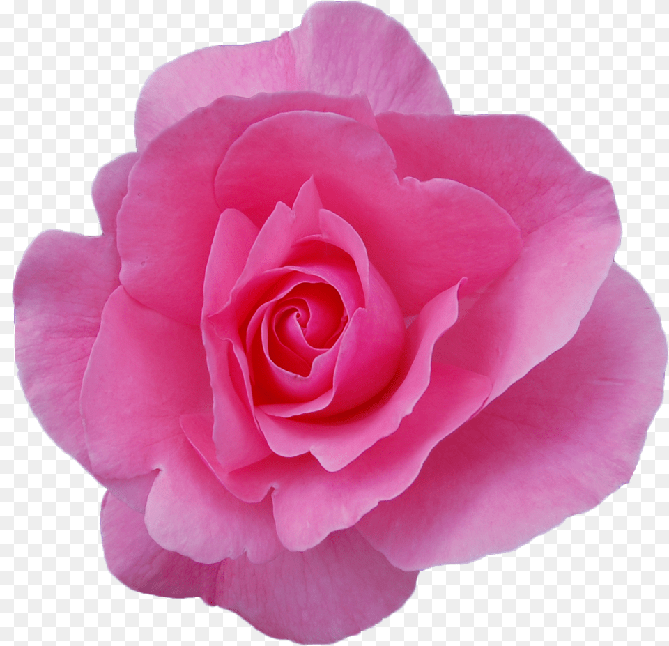 Rose Transparent Background Rose, Flower, Petal, Plant Png